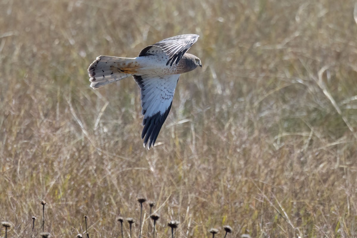 Northern Harrier - ML612897110
