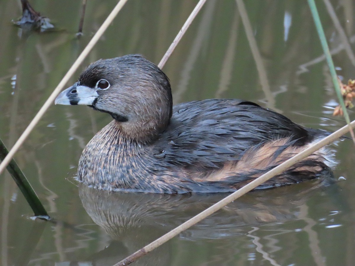 Pied-billed Grebe - ML612897120