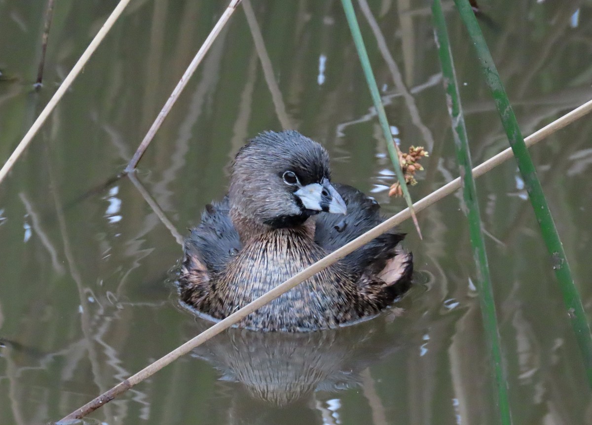 Pied-billed Grebe - ML612897121