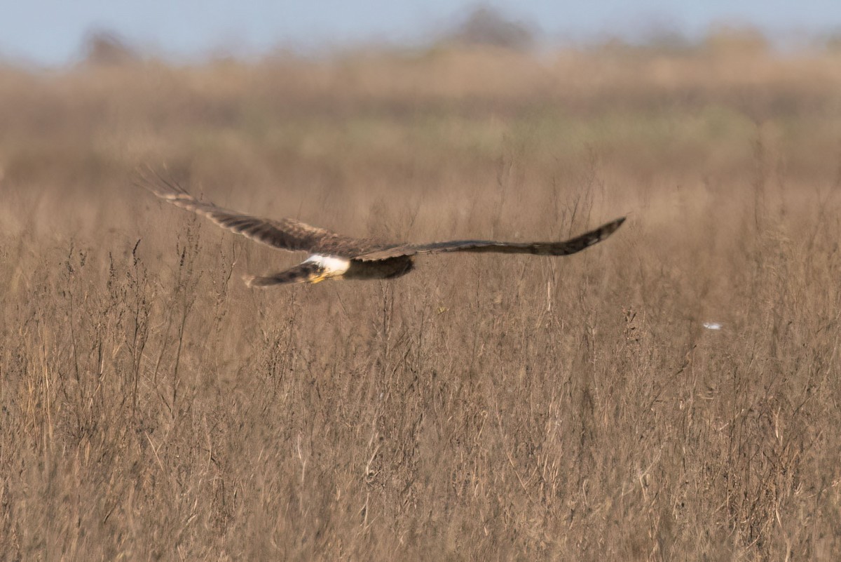 Northern Harrier - ML612897189