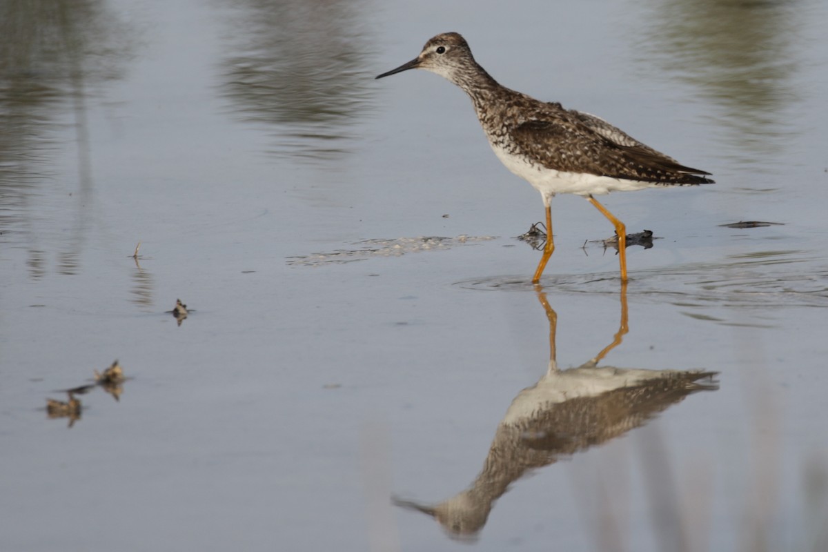 Lesser Yellowlegs - Pam Sinclair