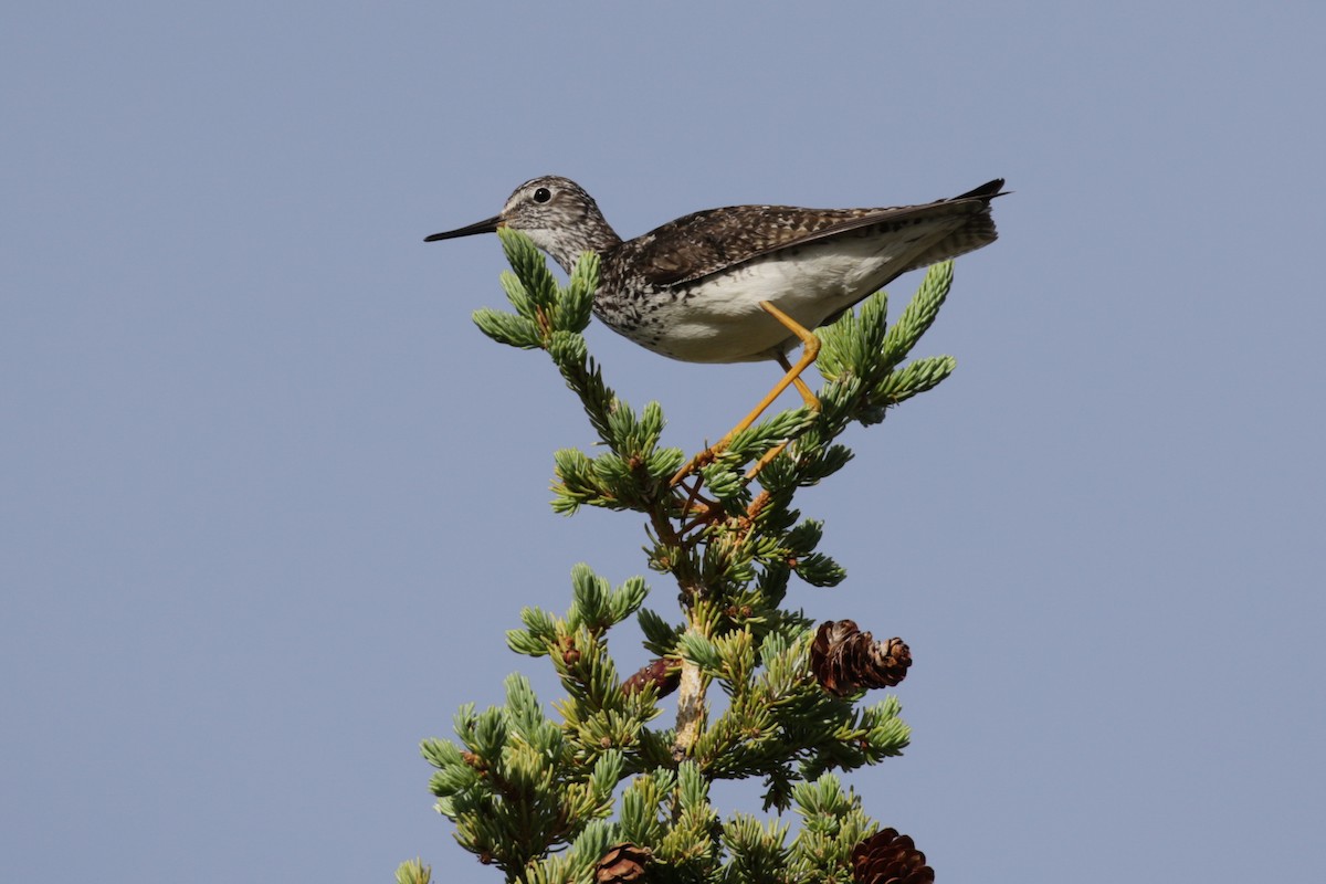 Lesser Yellowlegs - Pam Sinclair