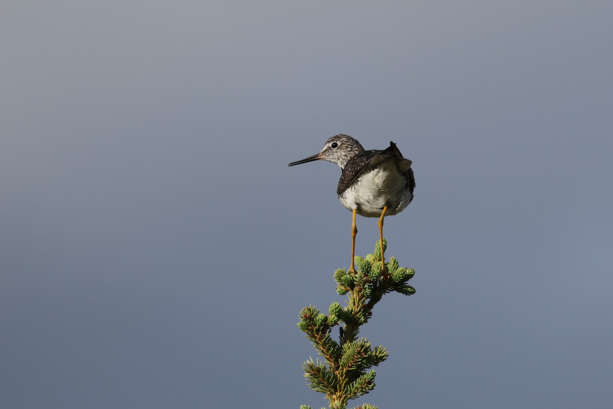 Lesser Yellowlegs - ML612897206