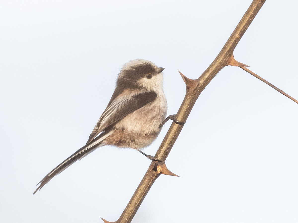 Long-tailed Tit - ML612897222