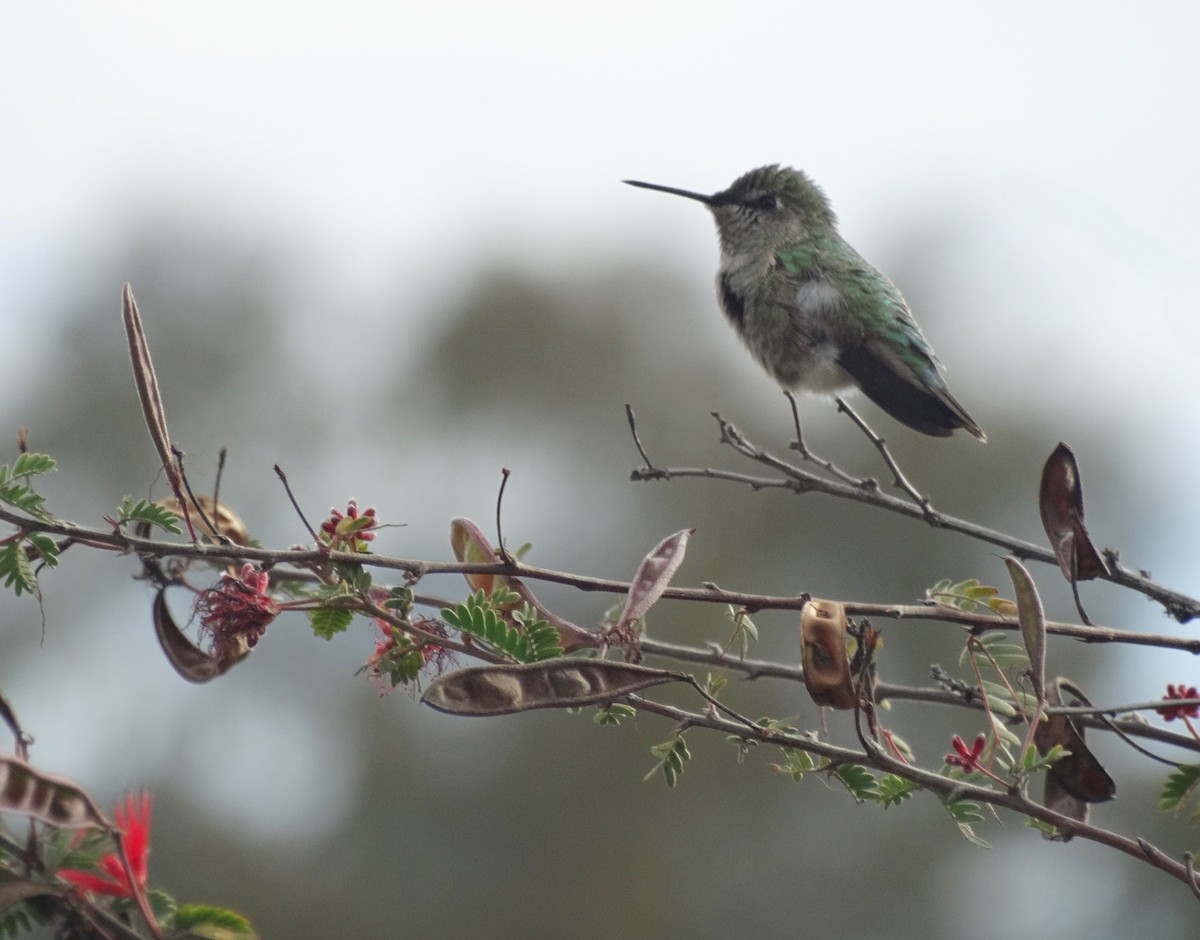 Colibrí de Anna - ML612897286