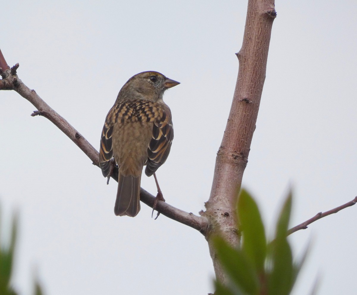 White-crowned Sparrow - ML612897293