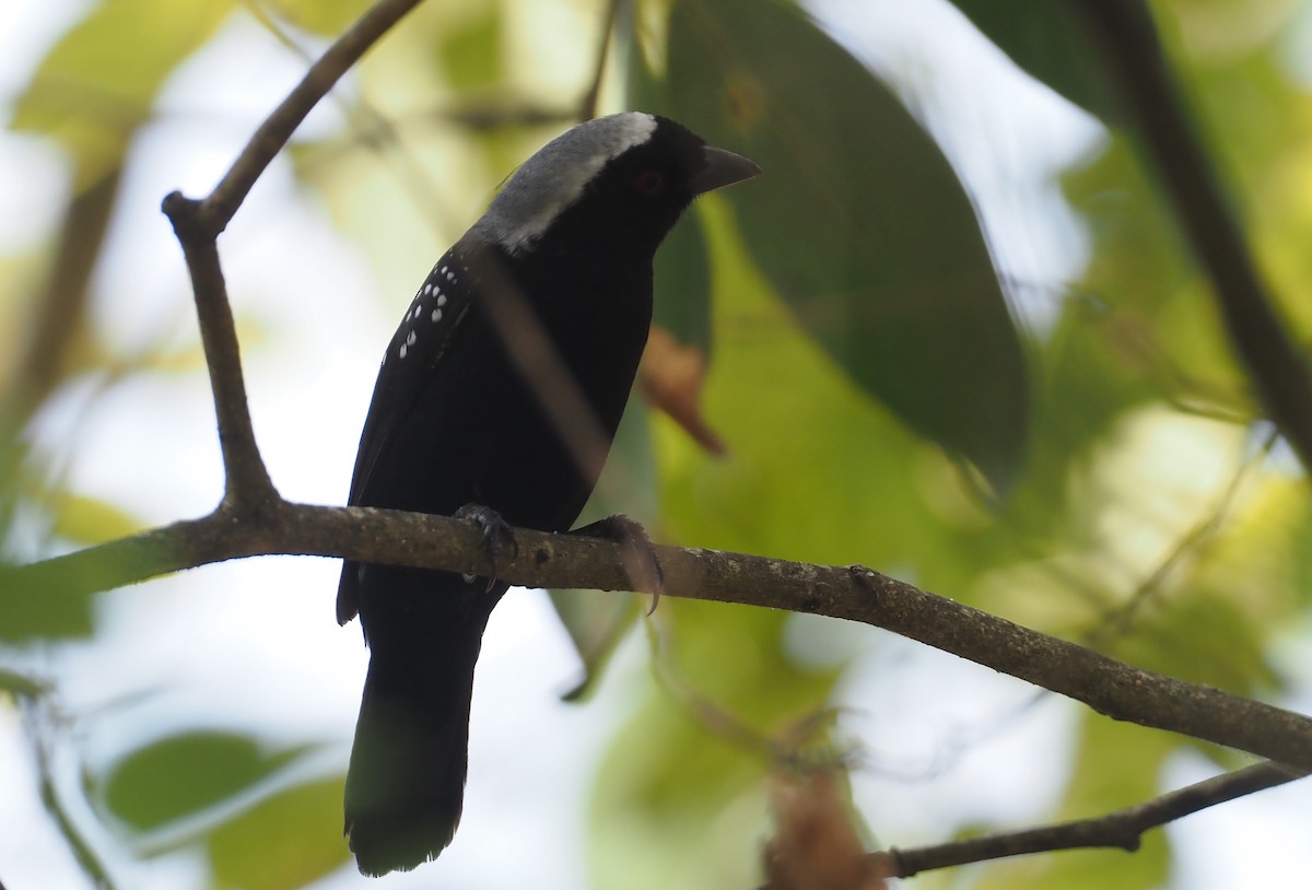 Gray-headed Nigrita - ML612897296