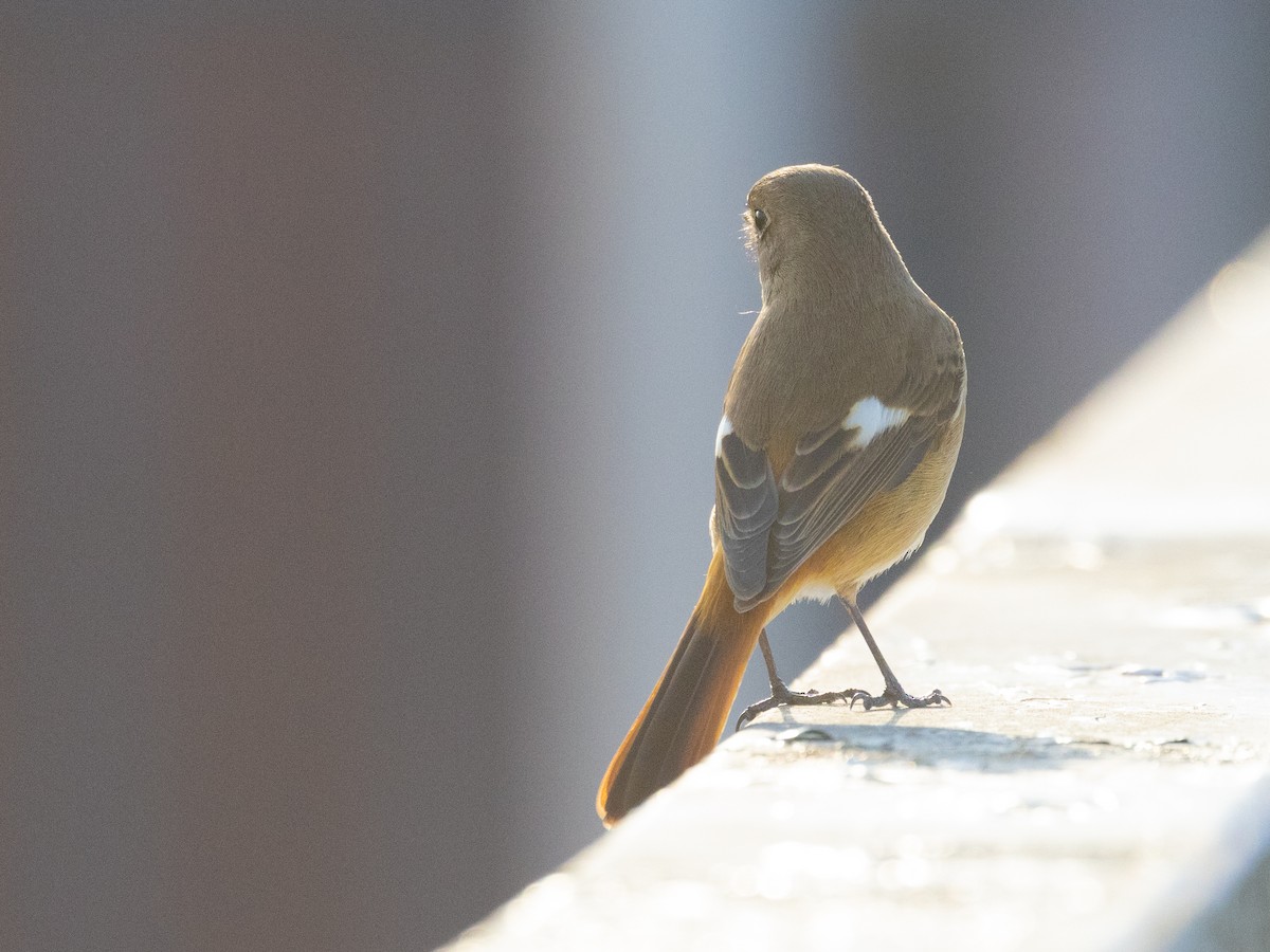 Daurian Redstart - Angus Wilson