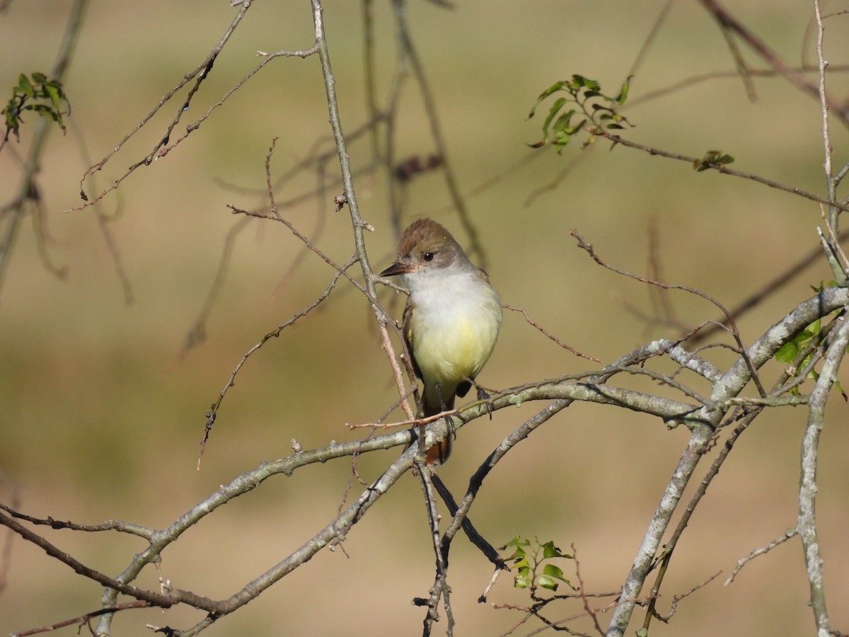 Ash-throated Flycatcher - Lin Johnston