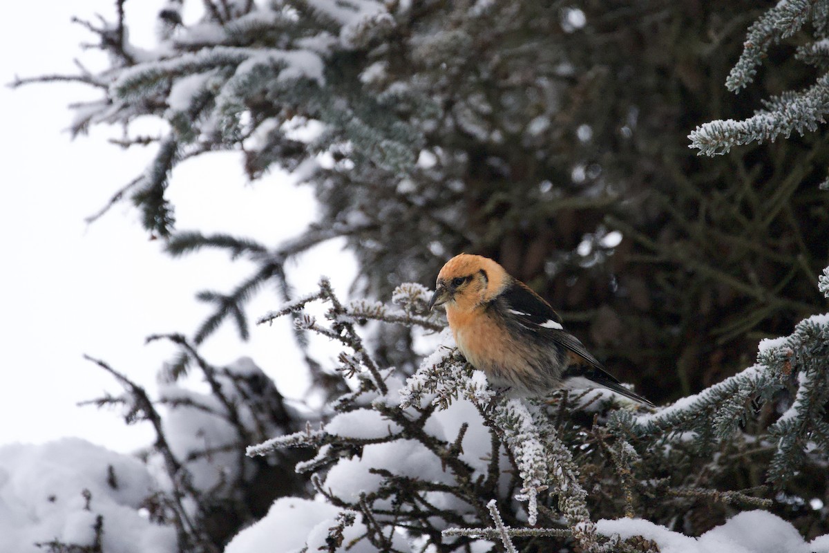 White-winged Crossbill - Ryan Hanson