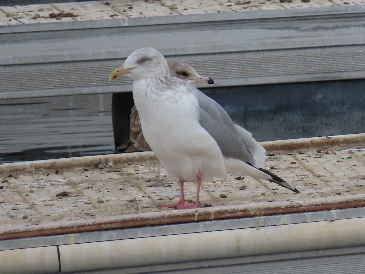 Herring Gull - ML612897514