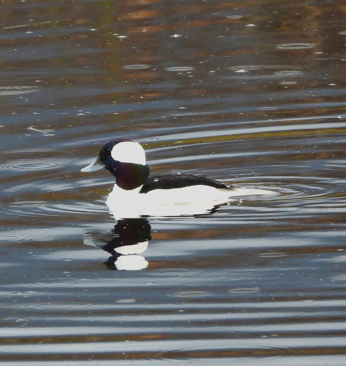 Bufflehead - ML612897698