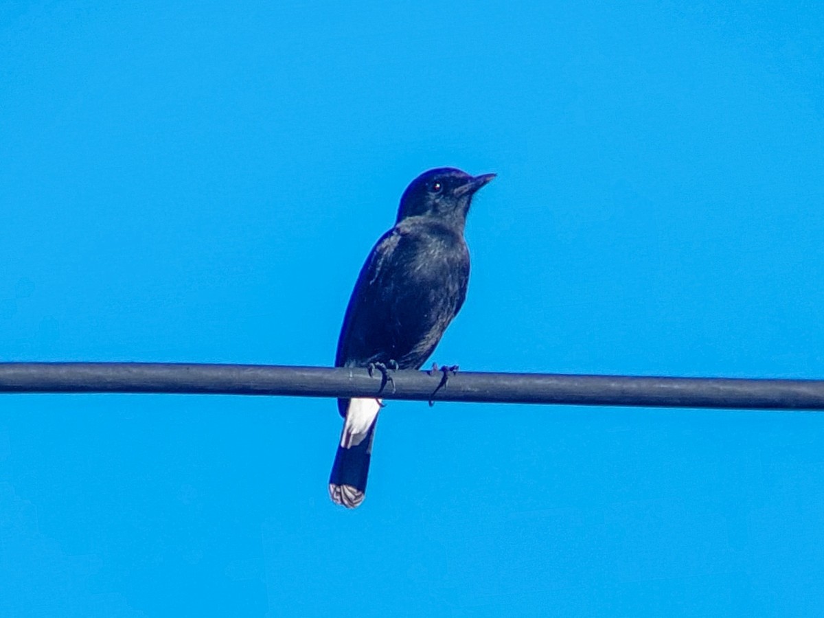 Pied Bushchat - Kurt  Cabahug