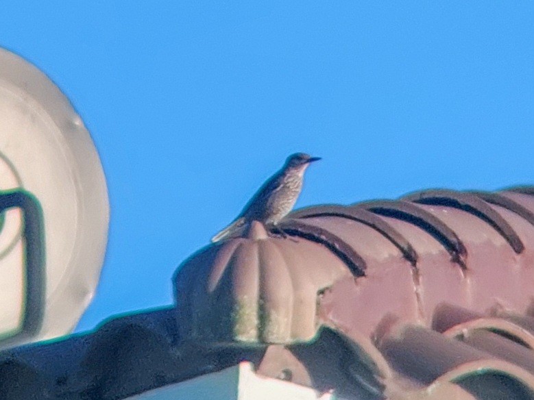 Blue Rock-Thrush - Kurt  Cabahug