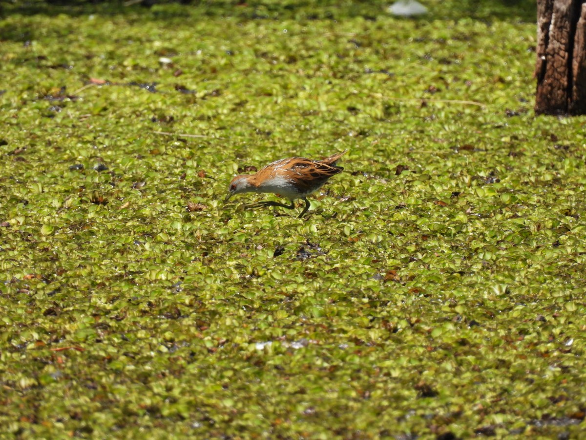 Baillon's Crake - Alison Skelhorn