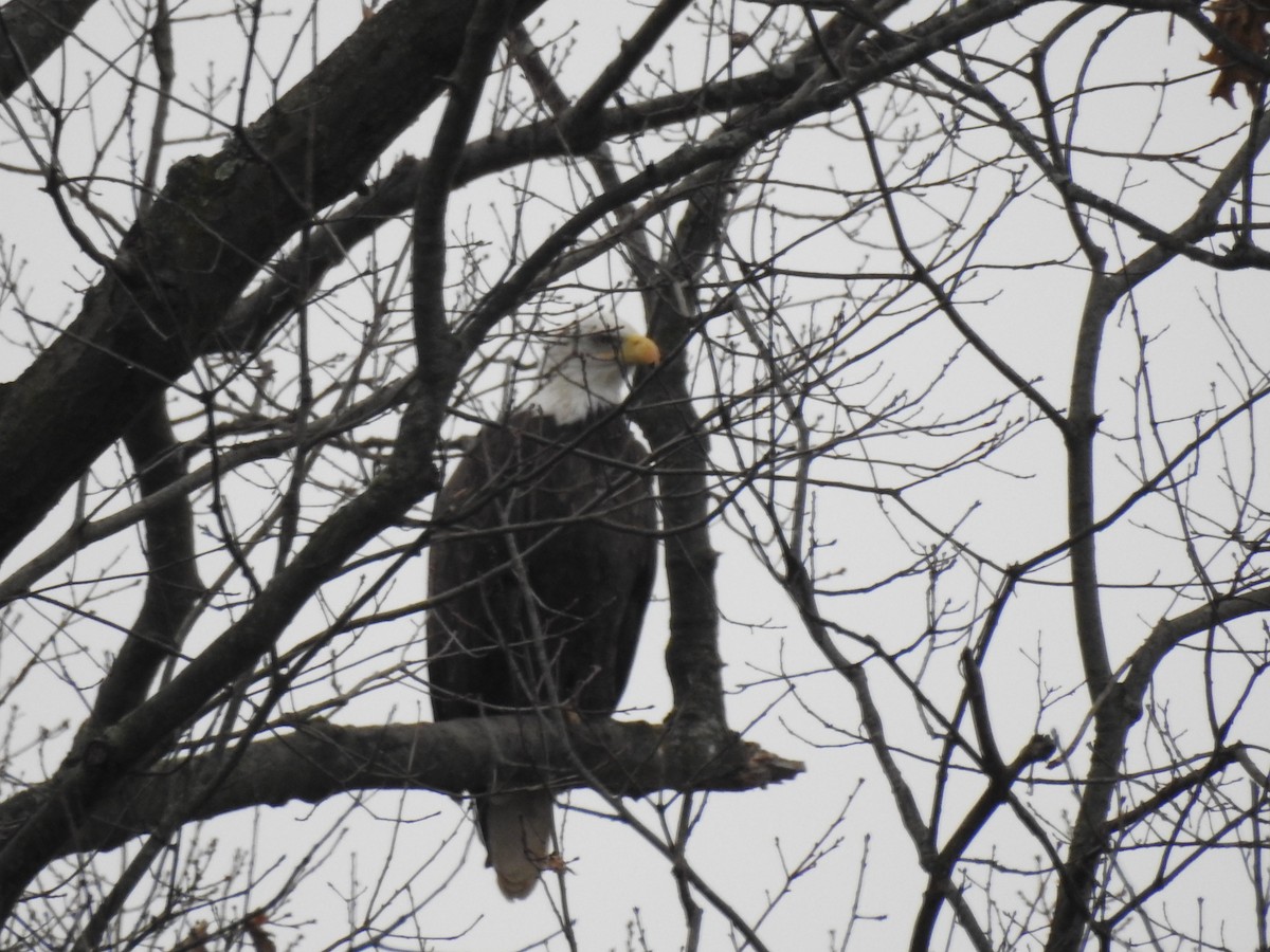 Bald Eagle - ML612897816