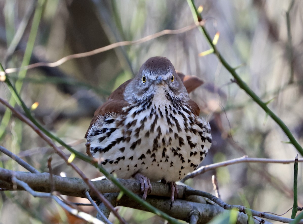 Brown Thrasher - ML612897855