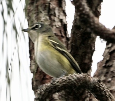 Blue-headed Vireo - ML612897859