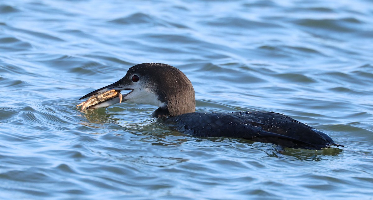 Common Loon - Jeff Holmes