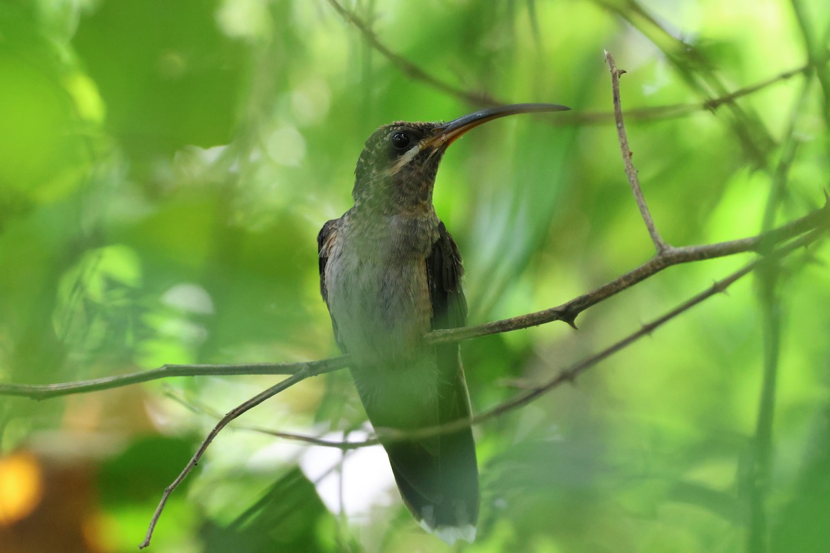 Rotschwanz-Schattenkolibri - ML612897916