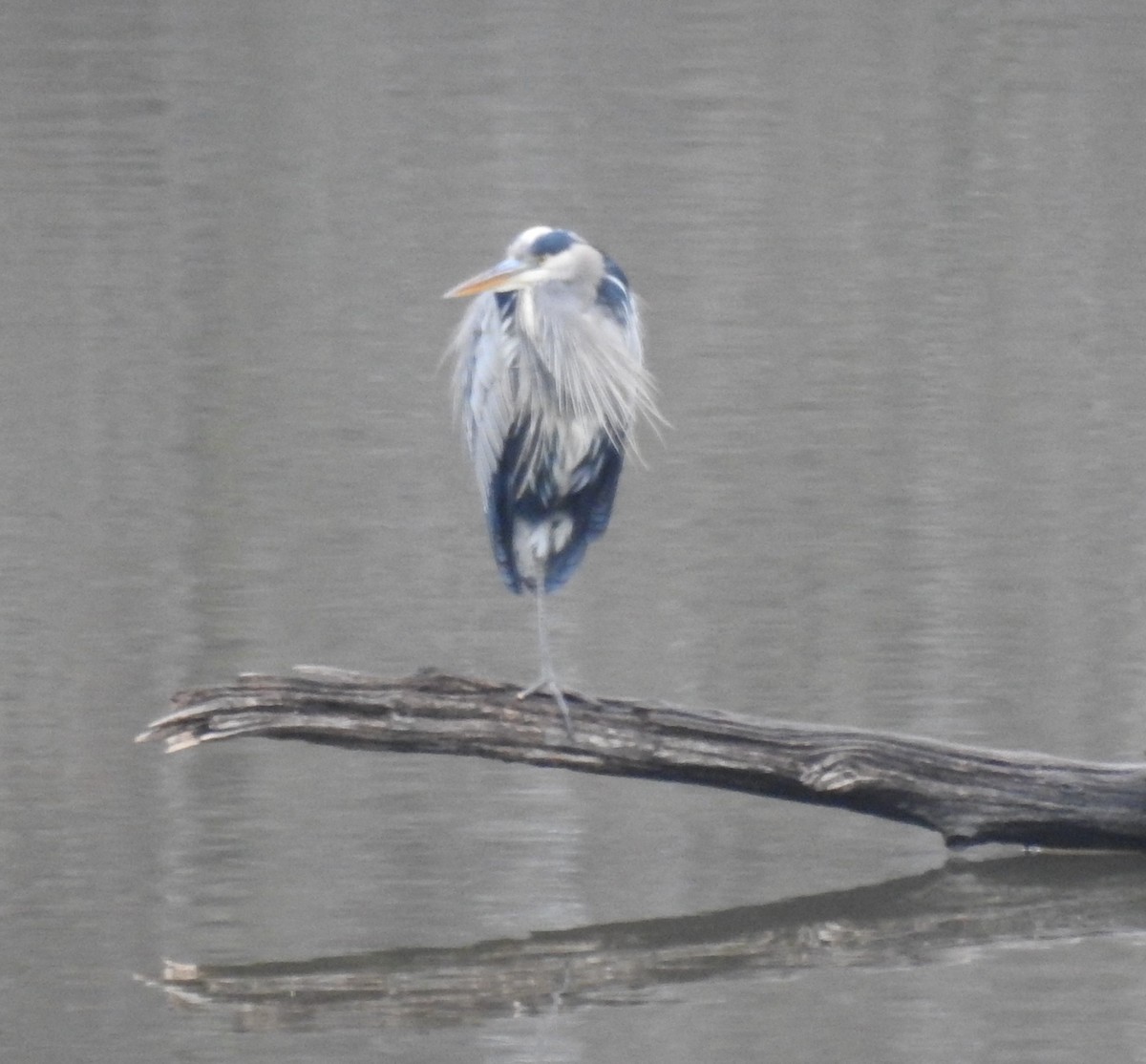 Garza Azulada - ML612897917