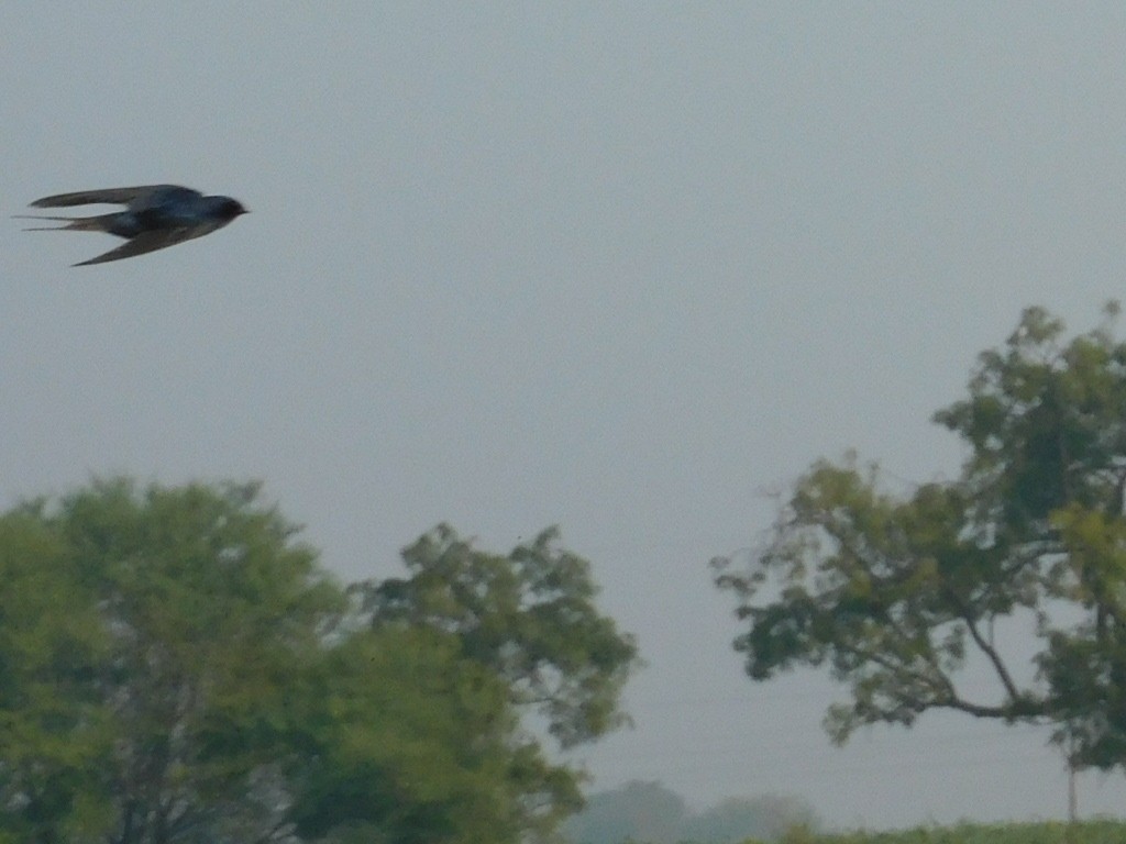 Barn Swallow - ML612897920