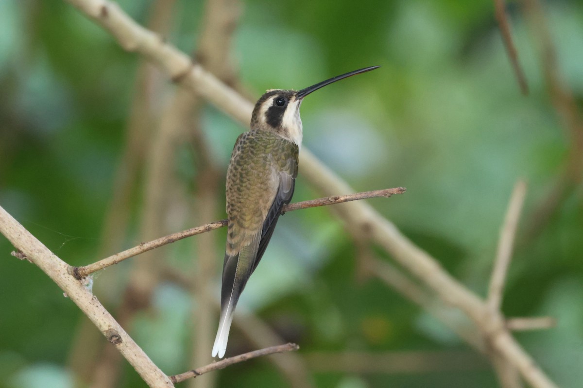 Pale-bellied Hermit - ML612897924