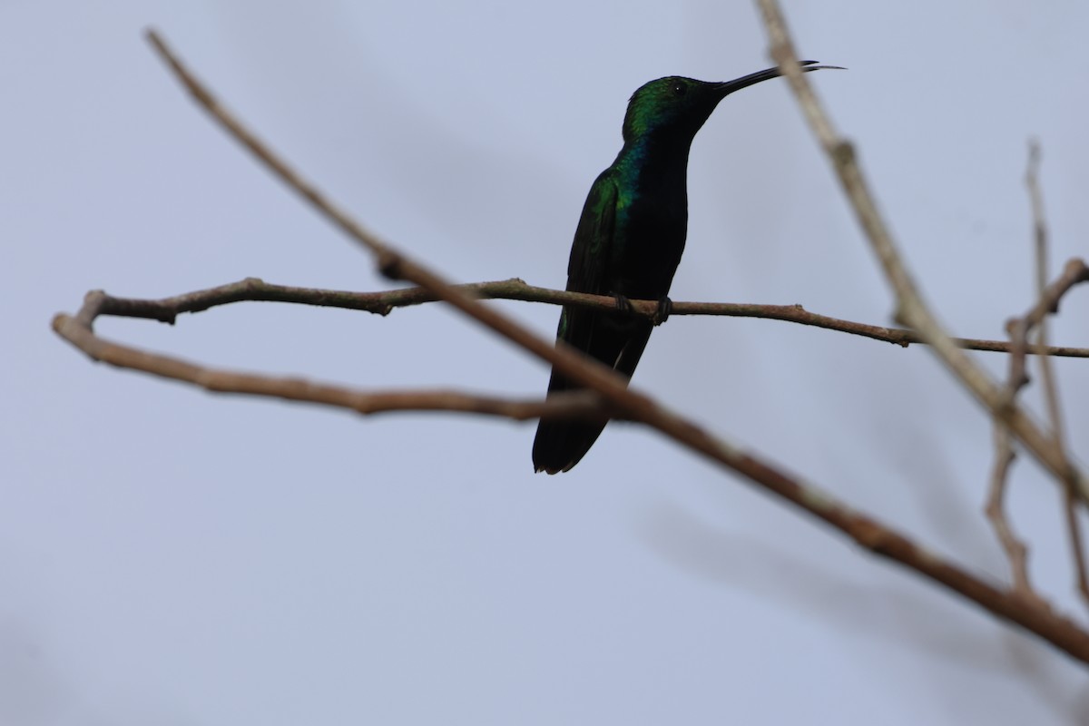 kolibřík tropický - ML612897933
