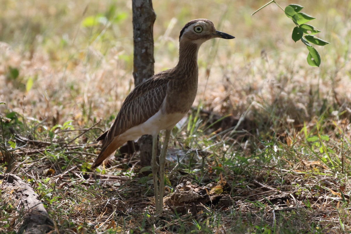 Double-striped Thick-knee - Jorge Alcalá