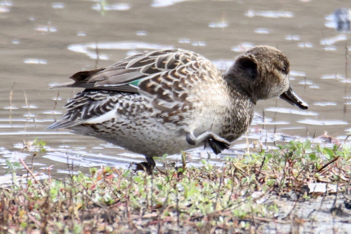 Green-winged Teal - ML612898030