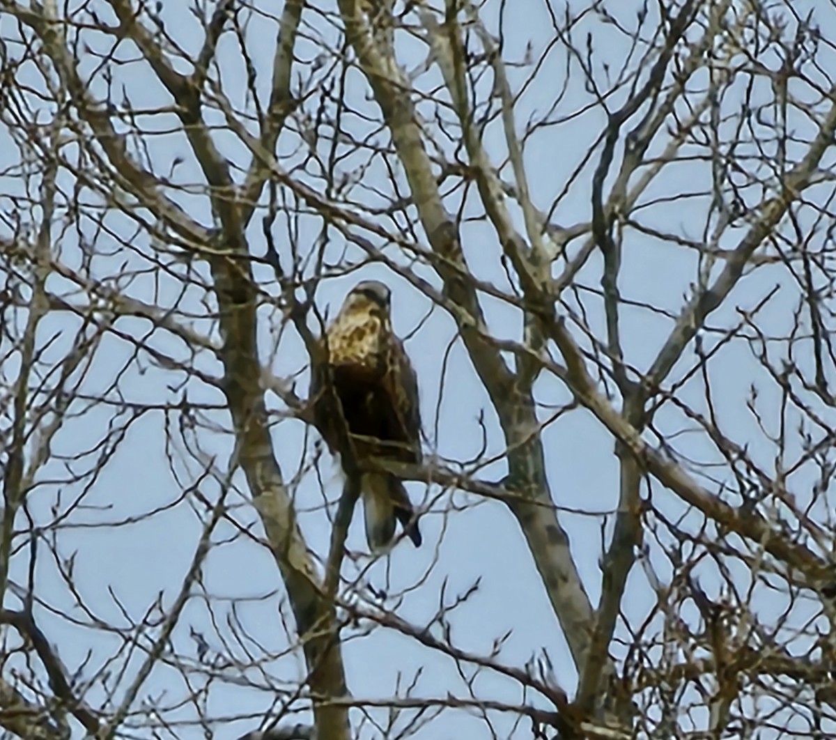 Rough-legged Hawk - ML612898079