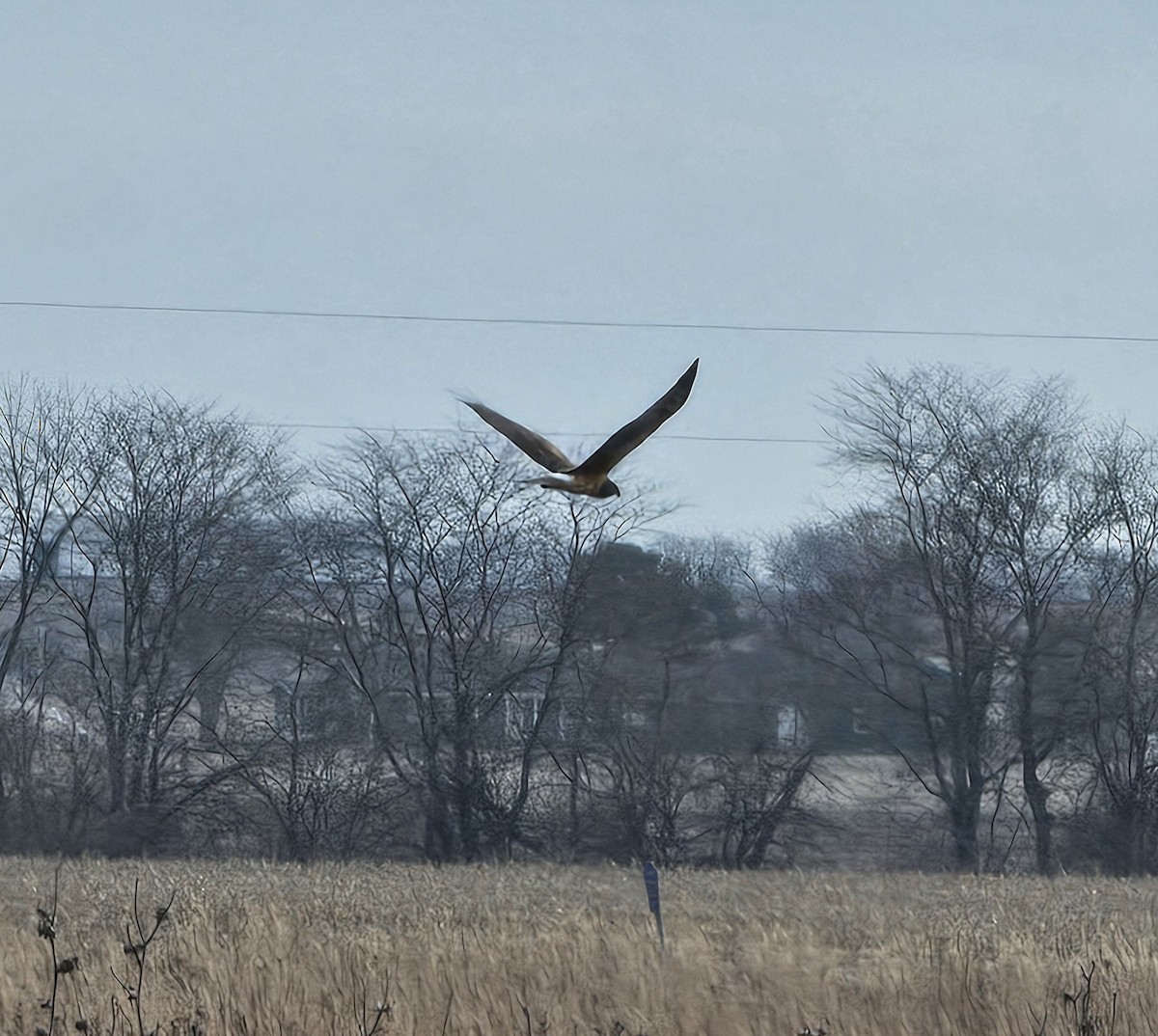 Northern Harrier - ML612898093