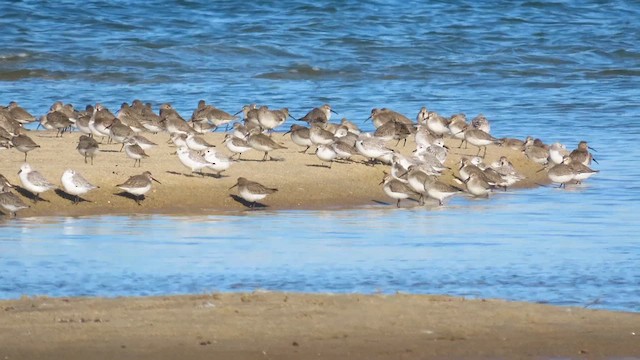 Western Sandpiper - ML612898097