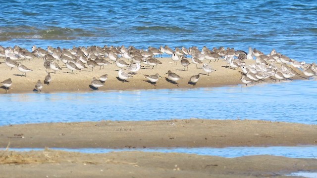 Western Sandpiper - ML612898098