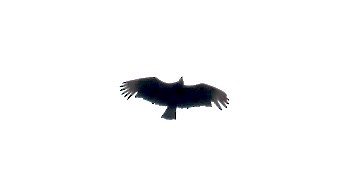 Black Vulture - KM Andersen