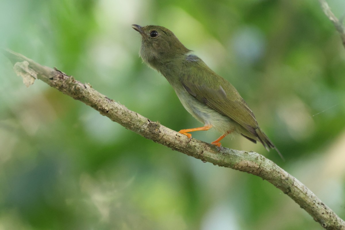 Lance-tailed Manakin - Jorge Alcalá