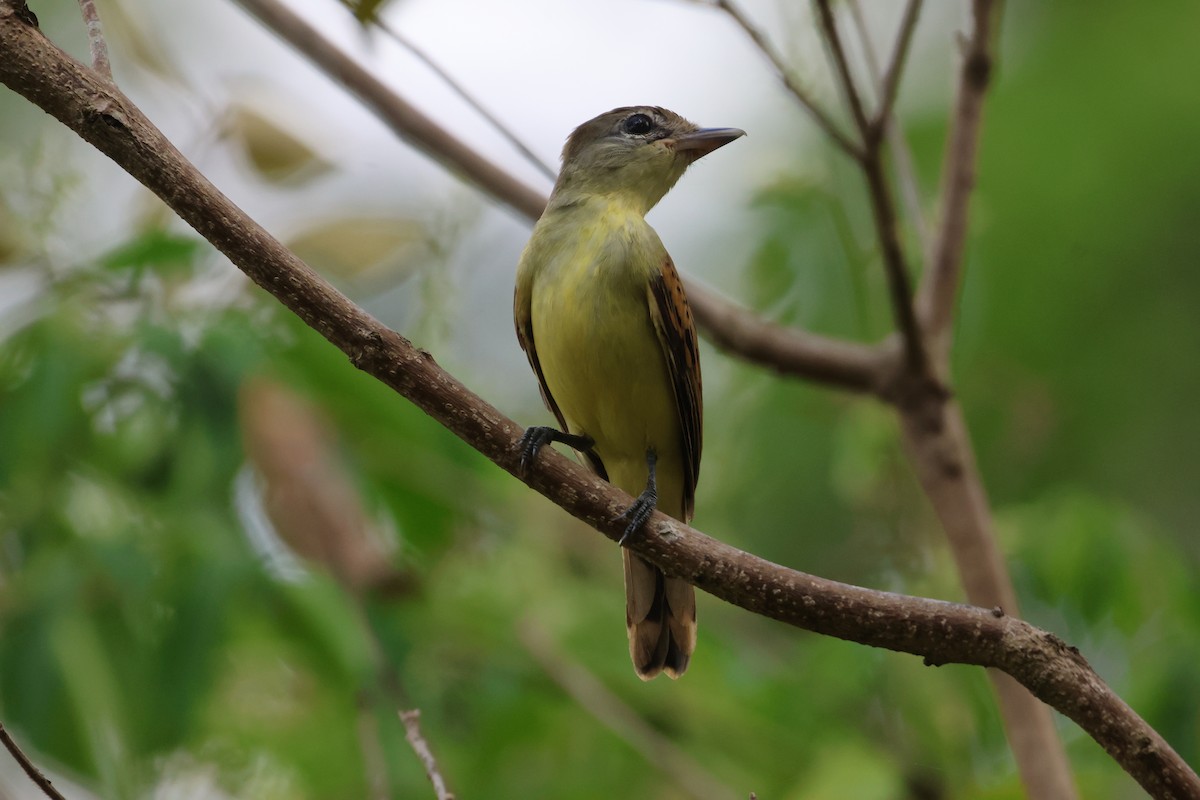 White-winged Becard - ML612898148