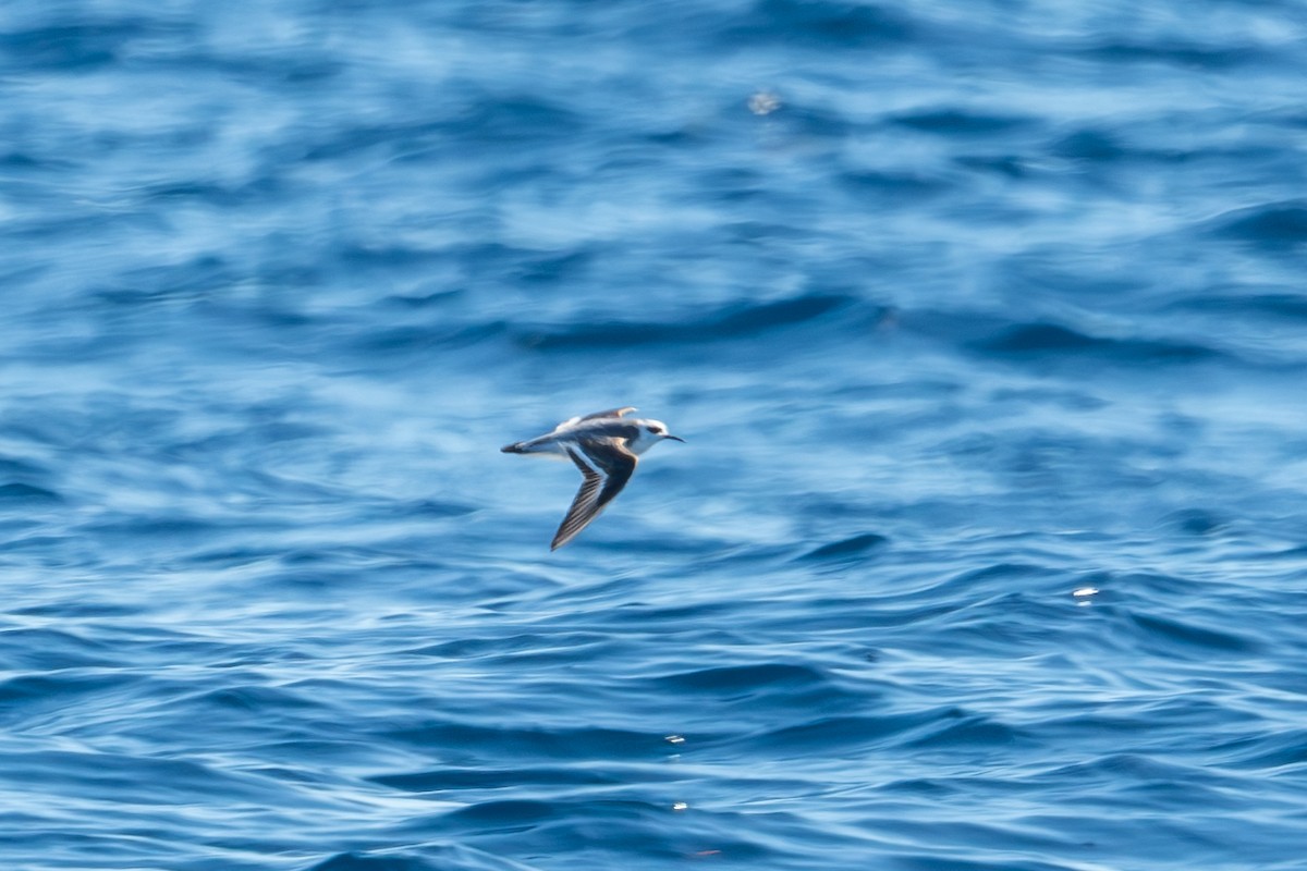 Red Phalarope - ML612898158