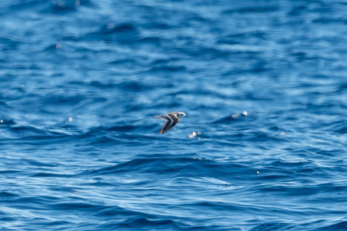 Red Phalarope - ML612898160