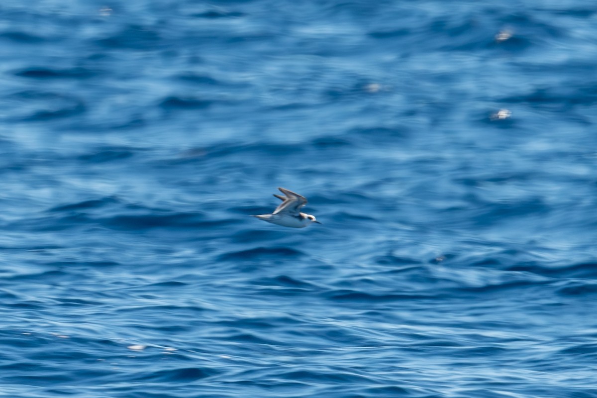 Red Phalarope - ML612898161