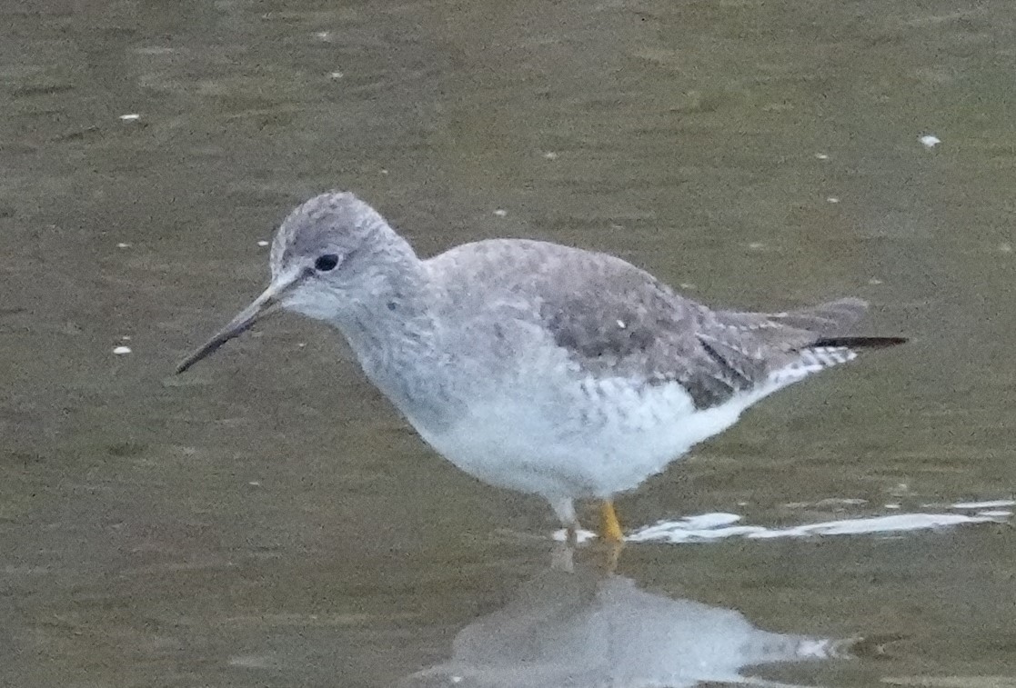 Lesser Yellowlegs - ML612898194