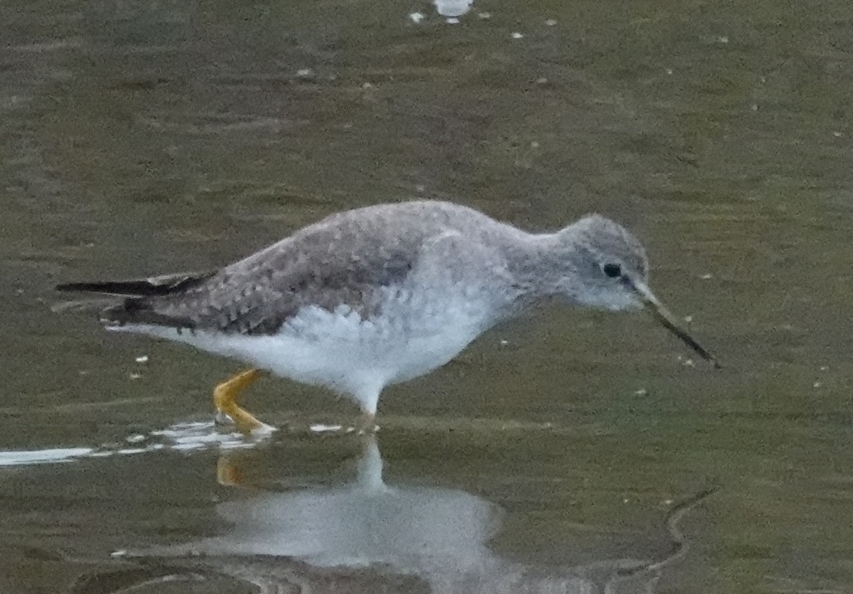 Lesser Yellowlegs - ML612898195