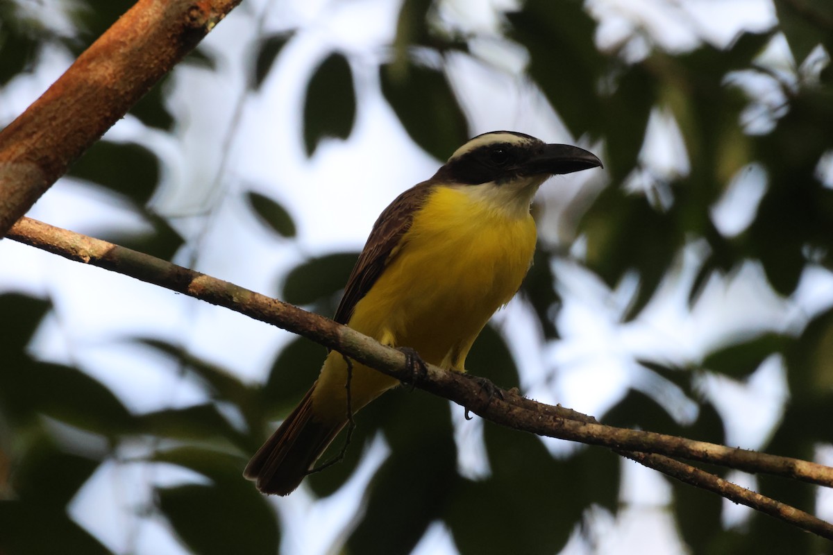 Boat-billed Flycatcher - ML612898202