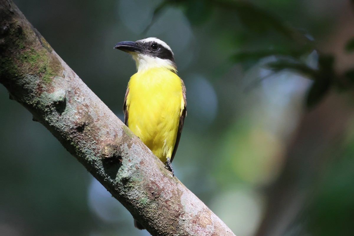 Boat-billed Flycatcher - Jorge Alcalá