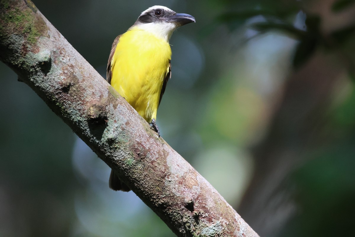 Boat-billed Flycatcher - ML612898204