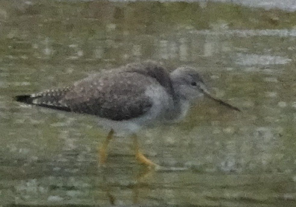 Greater Yellowlegs - ML612898211