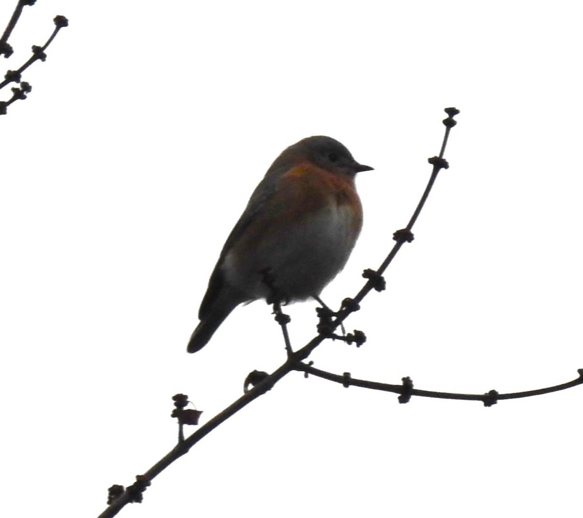 Eastern Bluebird - ML612898215