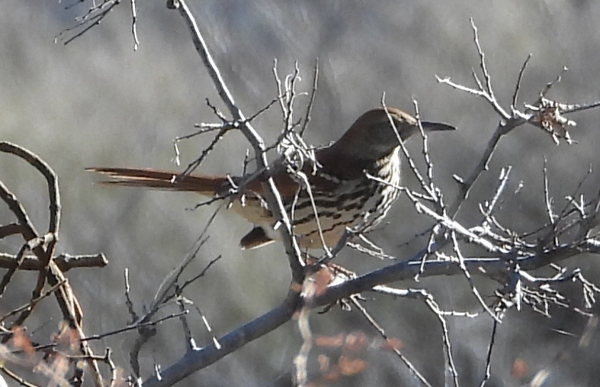 Brown Thrasher - Christopher Pipes