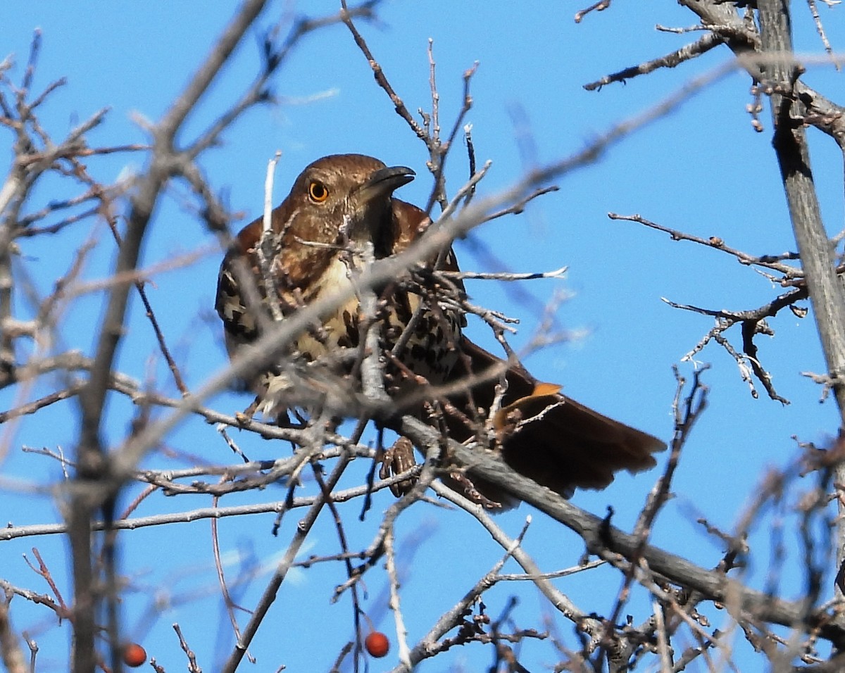 Brown Thrasher - Christopher Pipes