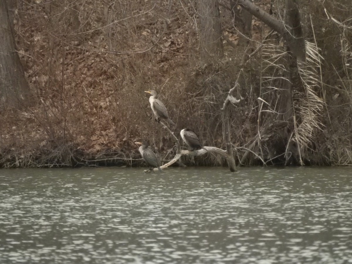 Double-crested Cormorant - ML612898281